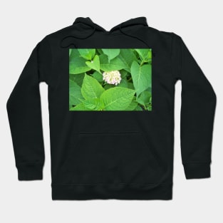 Hydrangea Hoodie